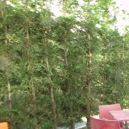 Temali * Σκόδρα